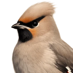 Bohemian Waxwing, profile