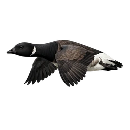 Brant, in flight