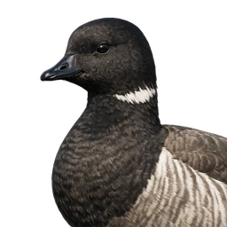 Brant, profile