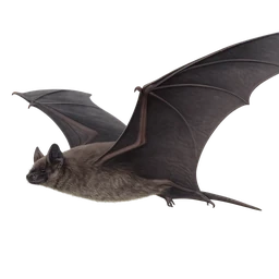 Brazilian Free-tailed Bat, in flight