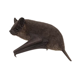 Brazilian Free-tailed Bat, profile