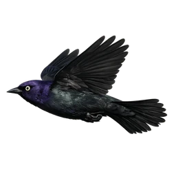 Brewer's Blackbird, in flight