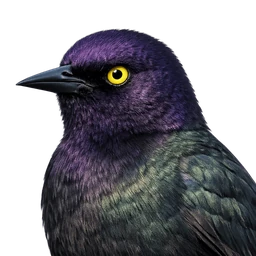 Brewer's Blackbird, profile