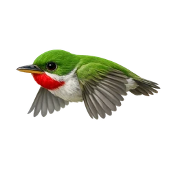 Broad-billed Tody, in flight