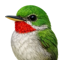 Broad-billed Tody, profile