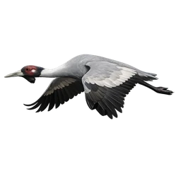 Brolga, in flight