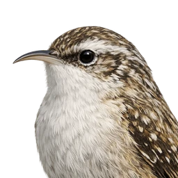Brown Creeper, profile
