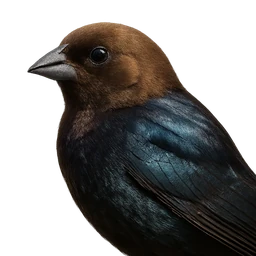 Brown-headed Cowbird, profile