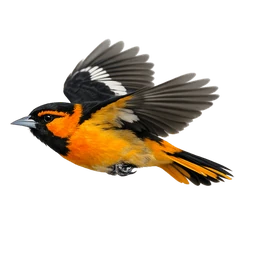 Bullock's Oriole, in flight
