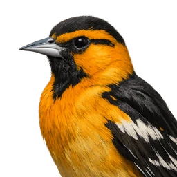 Bullock's Oriole, profile