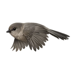 Bushtit, in flight