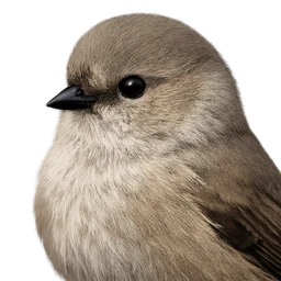 Bushtit, profile