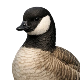 Cackling Goose, profile
