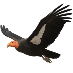 California Condor, in flight