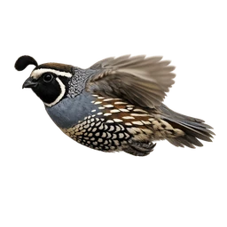 California Quail, in flight