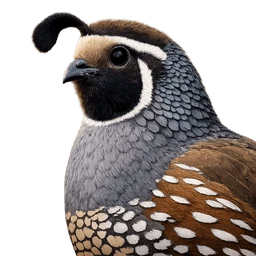 California Quail, profile