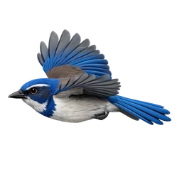 California Scrub-Jay, in flight
