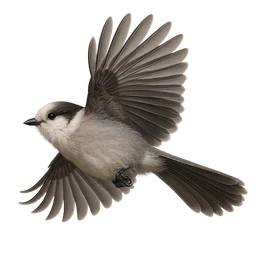 Canada Jay, in flight