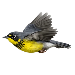 Canada Warbler, in flight
