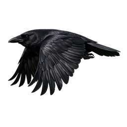 Carrion Crow, in flight