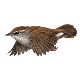 Cetti's Warbler, in flight