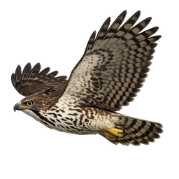 Changeable Hawk-Eagle, in flight