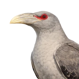 Channel-billed Cuckoo, profile