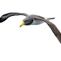 Chatham Albatross, in flight