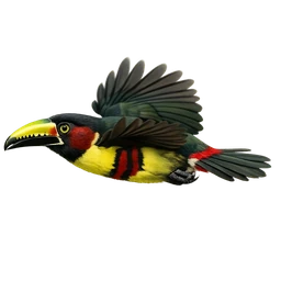 Chestnut-eared Aracari, in flight