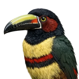Chestnut-eared Aracari, profile