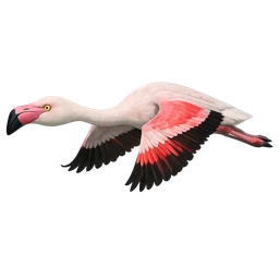 Chilean Flamingo, in flight