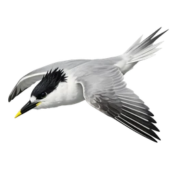 Chinese Crested Tern, in flight