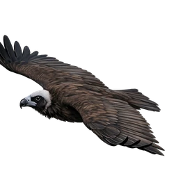 Cinereous Vulture, in flight