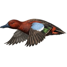 Cinnamon Teal, in flight