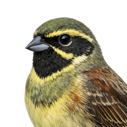 Cirl Bunting, profile