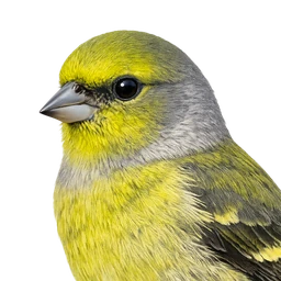 Citril Finch, profile