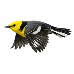 Citrine Wagtail, in flight