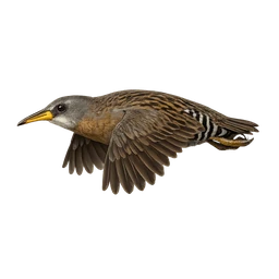 Clapper Rail, in flight