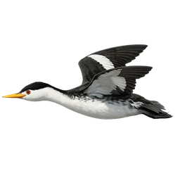 Clark's Grebe, in flight