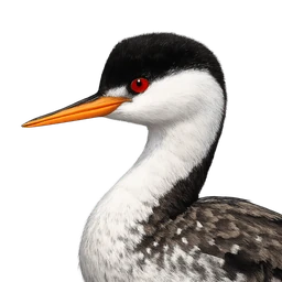 Clark's Grebe, profile