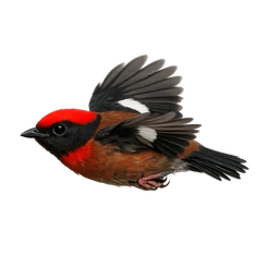 Club-winged Manakin, in flight