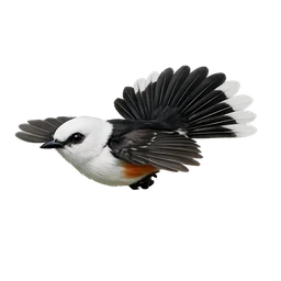 Cock-tailed Tyrant, in flight