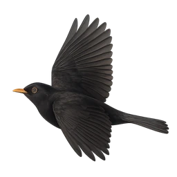 Common Blackbird, in flight