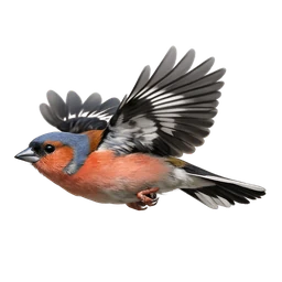 Common Chaffinch, in flight