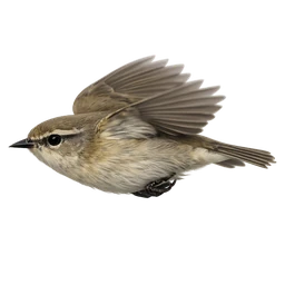 Common Chiffchaff, in flight