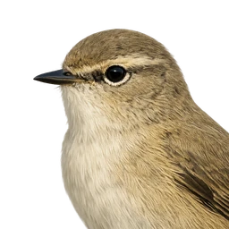 Common Chiffchaff, profile