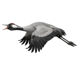 Common Crane, in flight