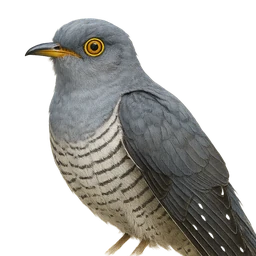 Common Cuckoo, profile