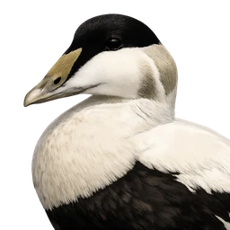 Common Eider, profile