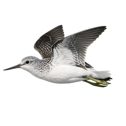 Common Greenshank, in flight